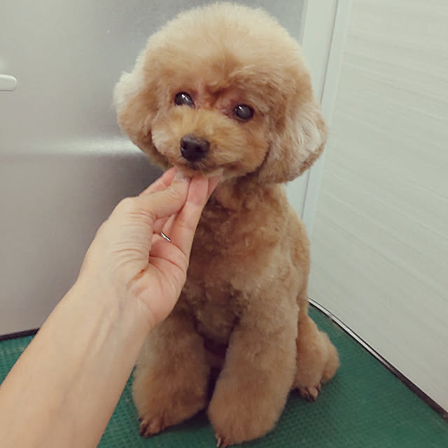 yuuさんの実例写真