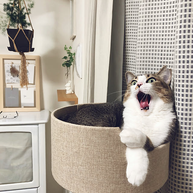 nekomiさんの実例写真