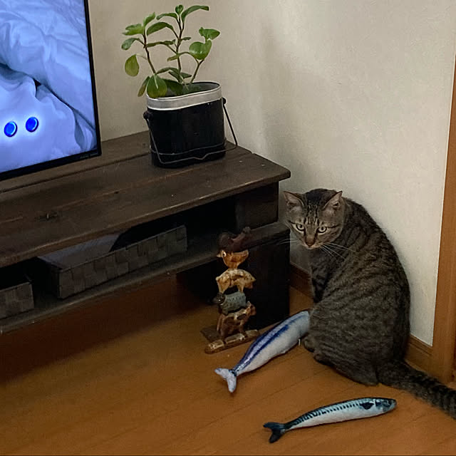 mikan161さんの実例写真