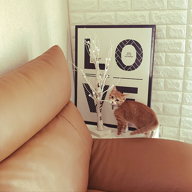 Chi-eさんの実例写真