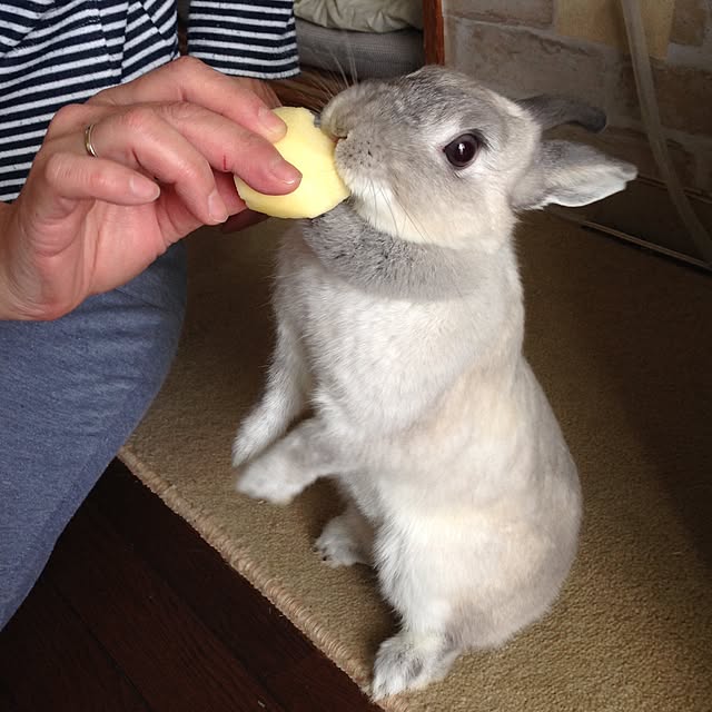 yokomokoさんの実例写真