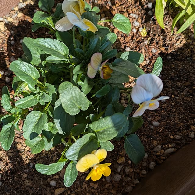 mi-saさんの部屋