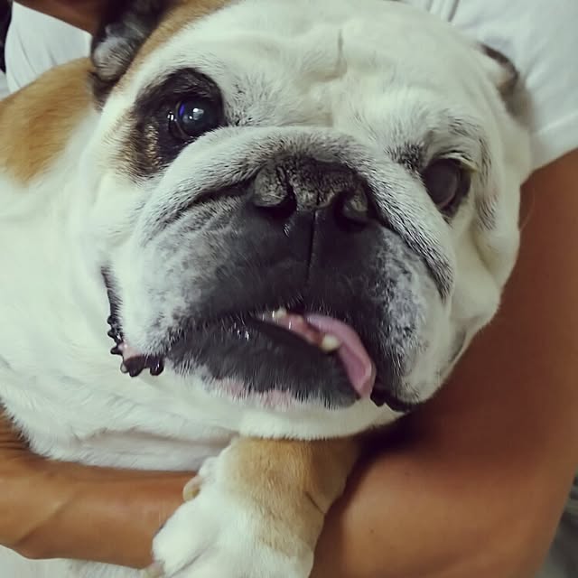 panchobiさんの実例写真
