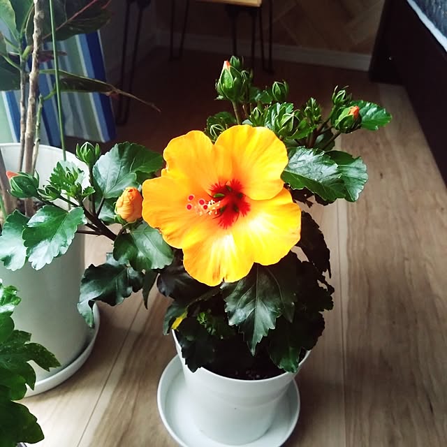 ベッド周り/鉢植え/サーファーズハウス/鉢植えの花/カリフォルニアスタイル...などのインテリア実例 - 2025-05-10 10:30:05