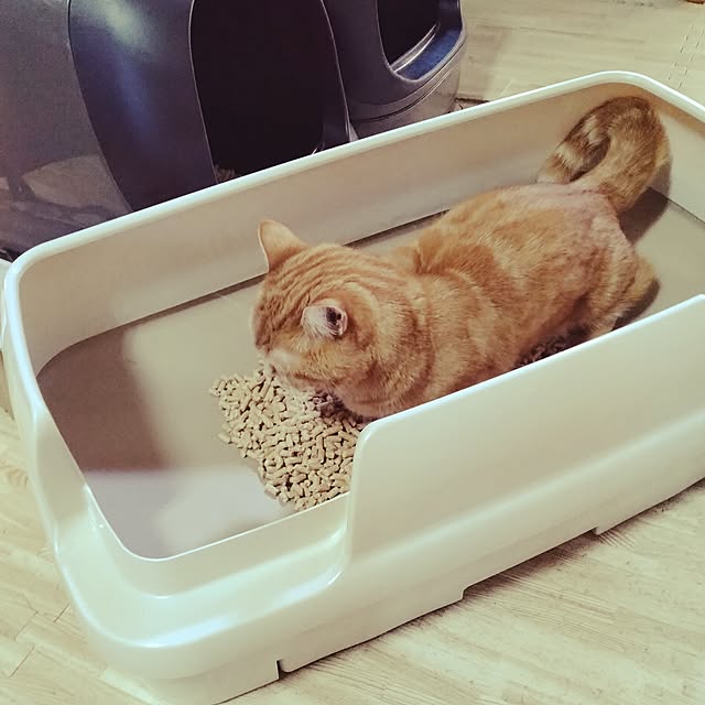runaさんの実例写真