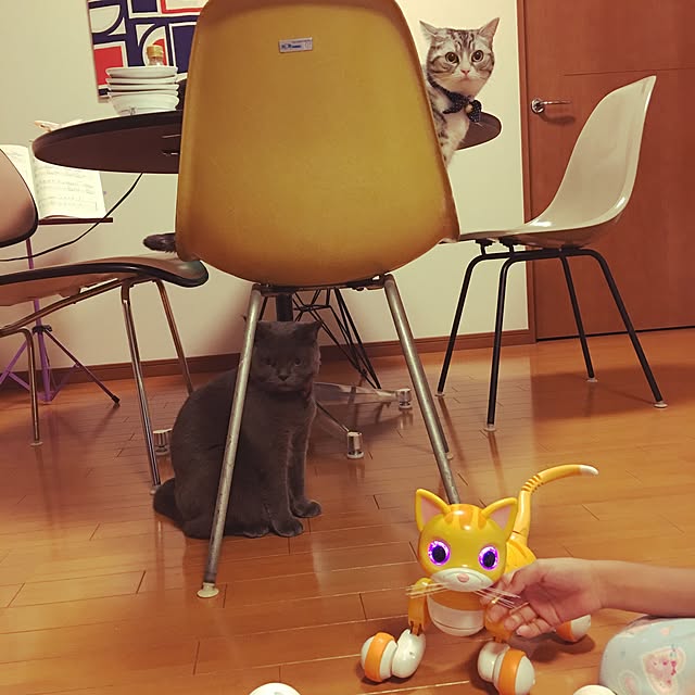 Shojiさんの実例写真