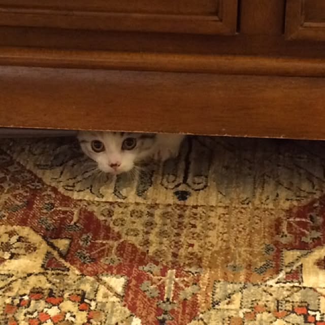 yokkochanさんの実例写真