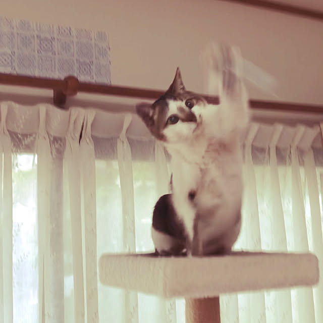 haruminさんの実例写真