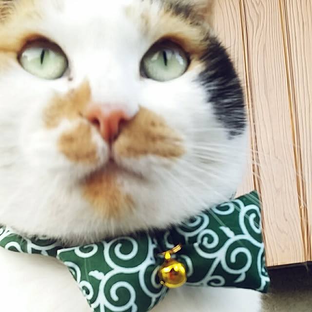 lemoned1126さんの実例写真