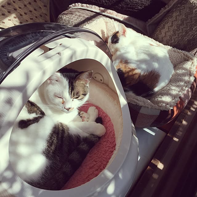 yocchiさんの実例写真