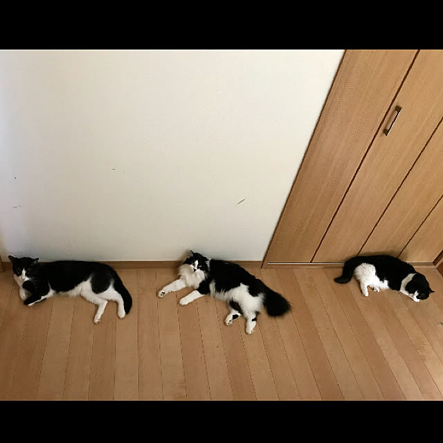 butachanさんの実例写真