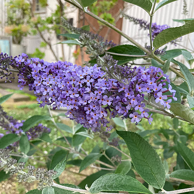 mkk8739hanasakuさんの実例写真