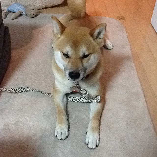 kotaさんの実例写真