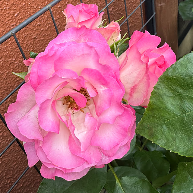 RoseLife5818さんの実例写真