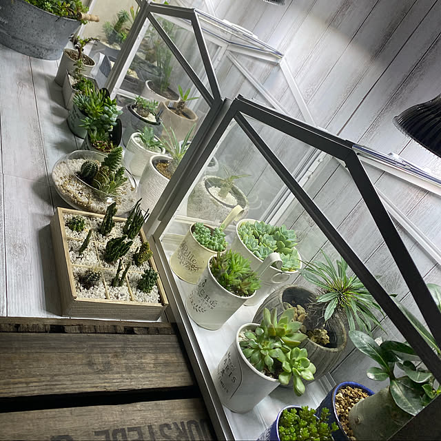 観葉植物/照明/DIY/IKEA/棚のインテリア実例 - 2020-11-08 19:59:12