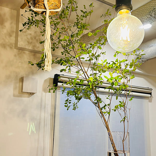 壁/天井/吊り下げカゴ/吊り下げグリーン/吊り下げ観葉植物/ドウダンツツジ買っちゃいました！...などのインテリア実例 - 2025-05-20 09:22:48