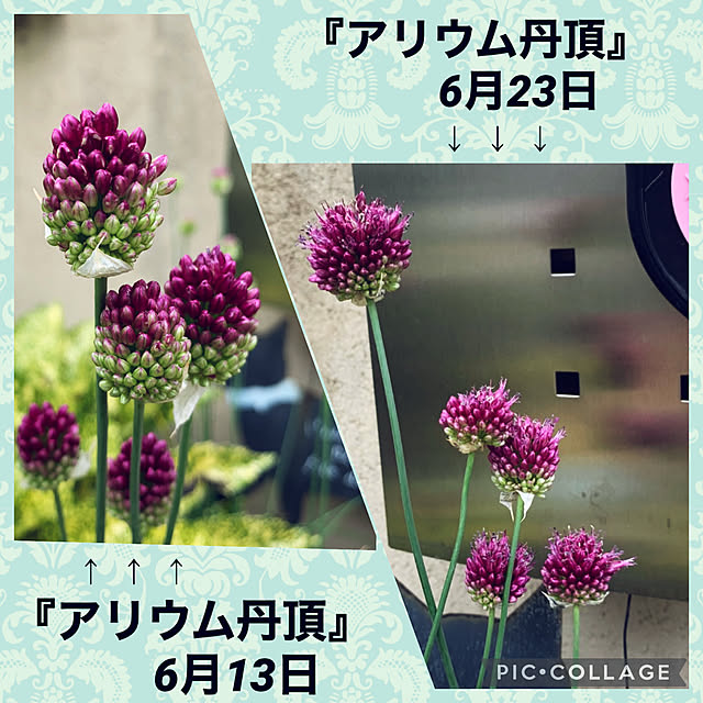 yukarin-gardenさんの実例写真