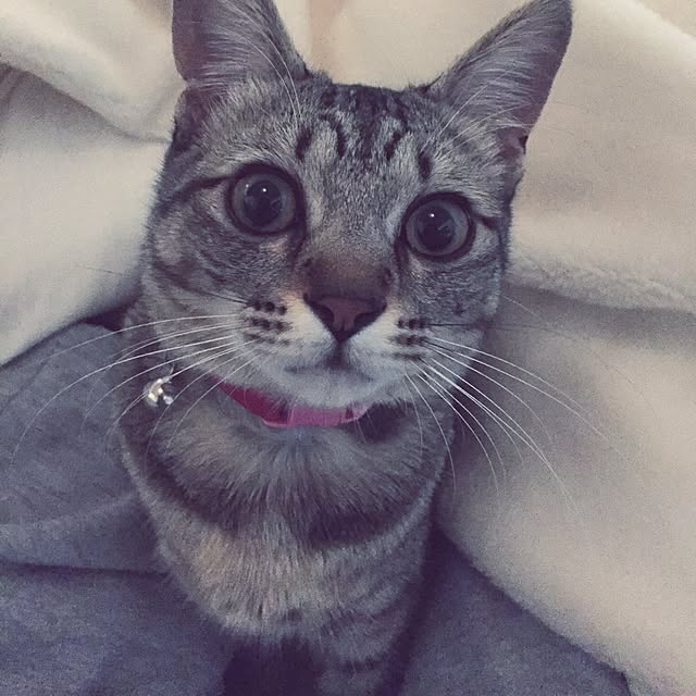 sayasさんの実例写真