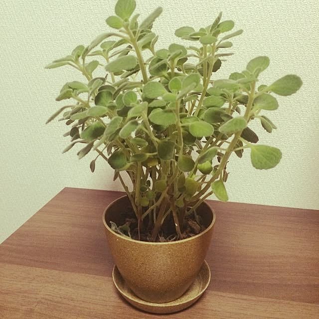 takayaさんの実例写真