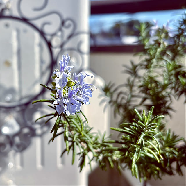 madamkaoriさんの実例写真