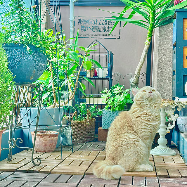 naokoさんの部屋