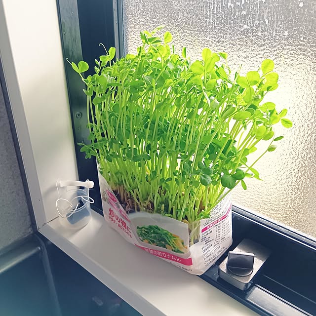 Spicaさんの部屋