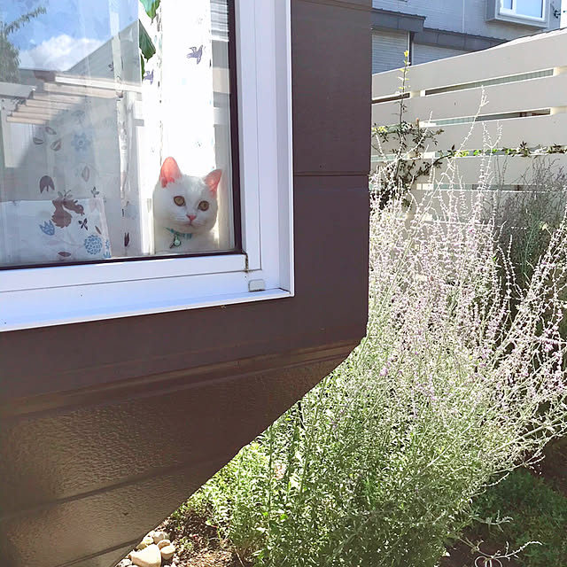 kotoriさんの実例写真