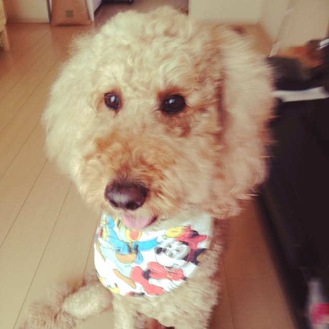 WANKOさんの実例写真