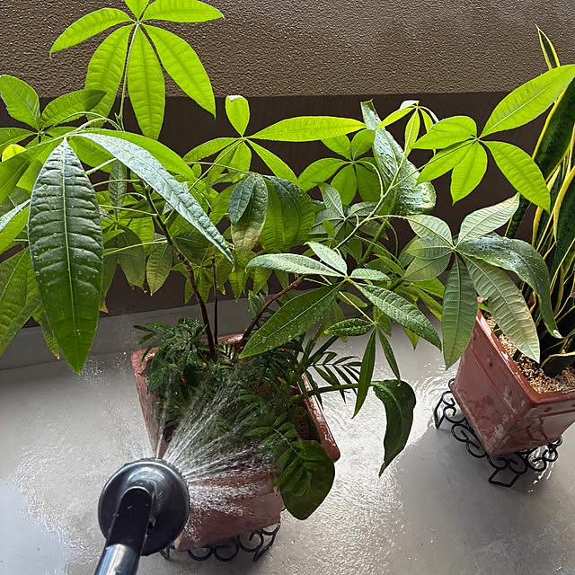 koshiregutyoさんの部屋