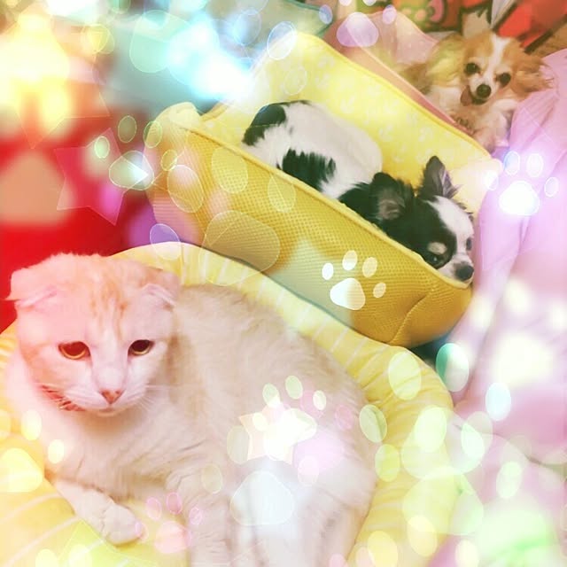 47_SHINAさんの実例写真