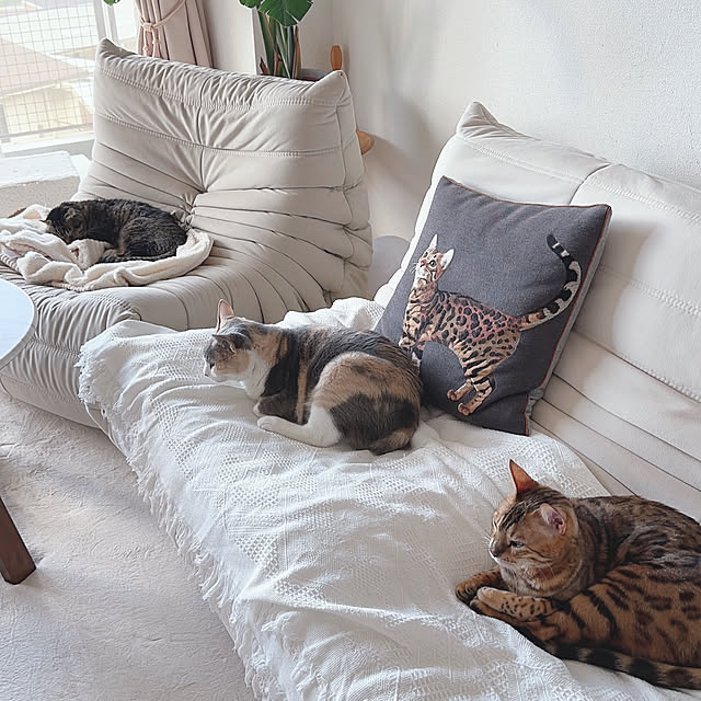 nene6さんの実例写真