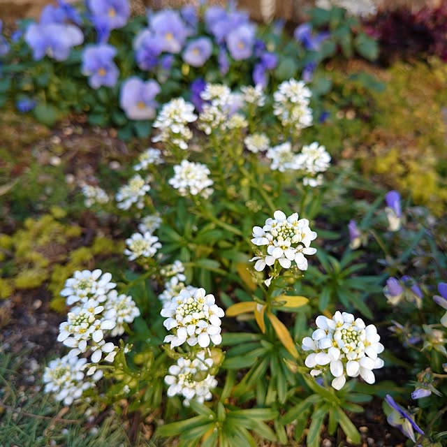 coconathuさんの部屋