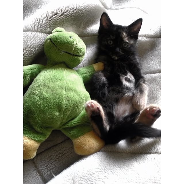 jnkaiさんの実例写真