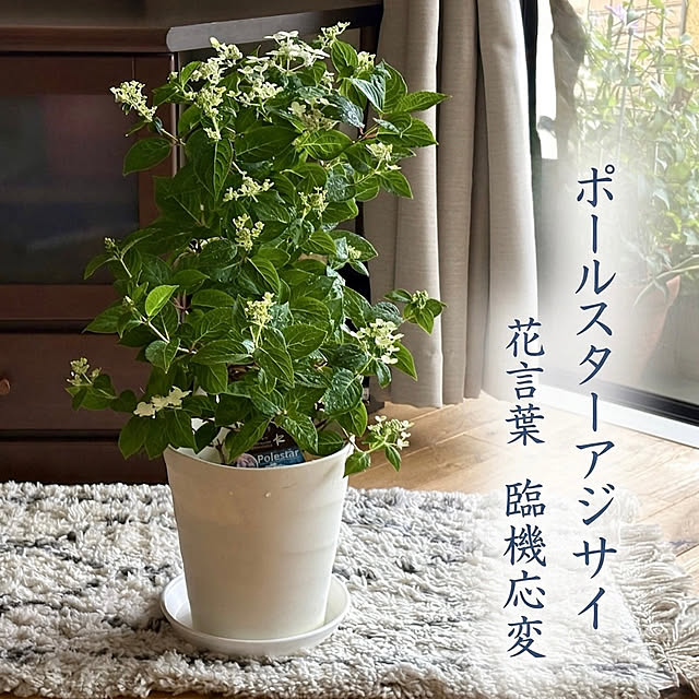 mikiさんの実例写真