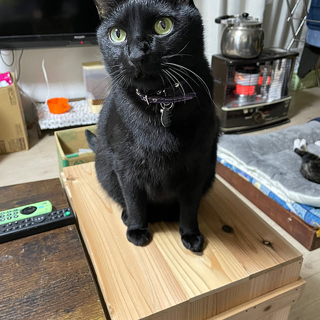 coolcats0528さんの部屋