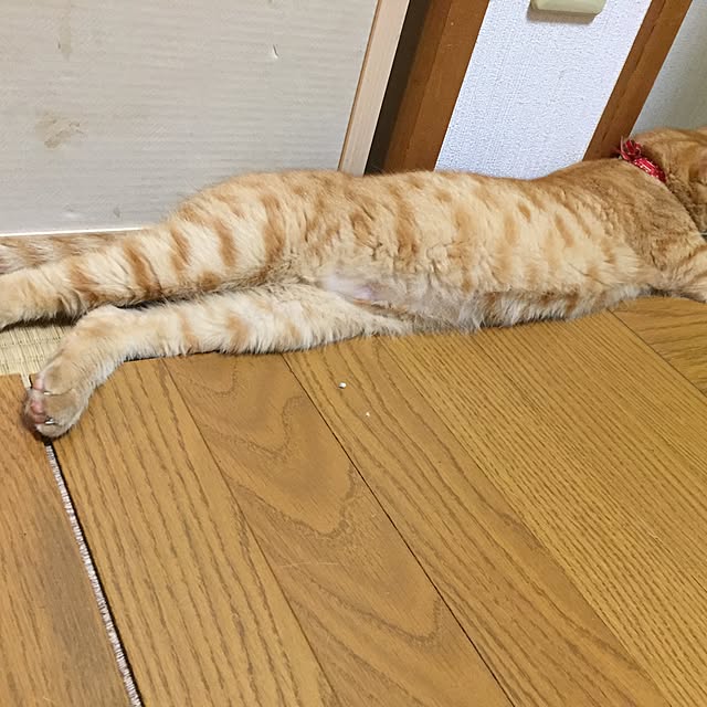 aya56さんの実例写真