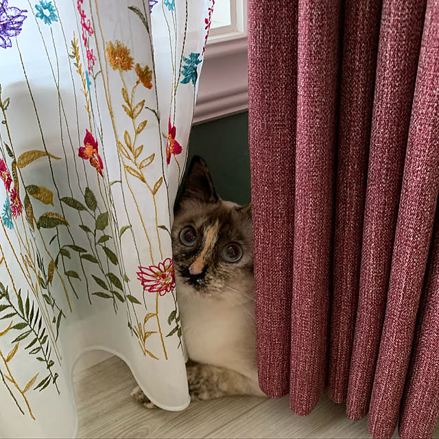 miyaさんの実例写真