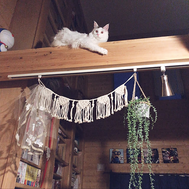 ねこと暮らす/メインクーン/ベスの家/BESSの家/ペットと暮らす家...などのインテリア実例 - 2019-07-13 18:58:38