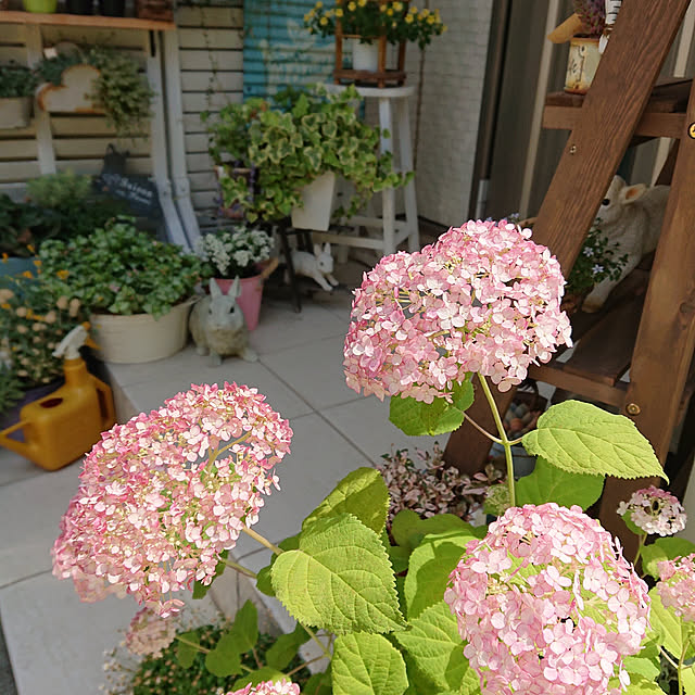 Gomaさんの実例写真
