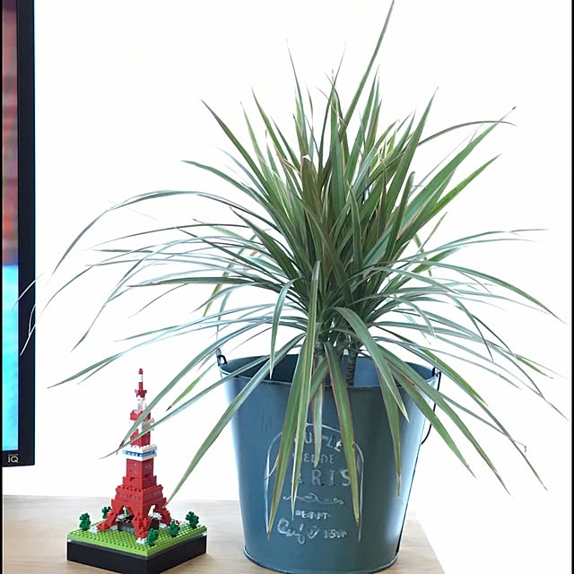 棚/植物のインテリア実例 - 2016-02-13 23:18:09