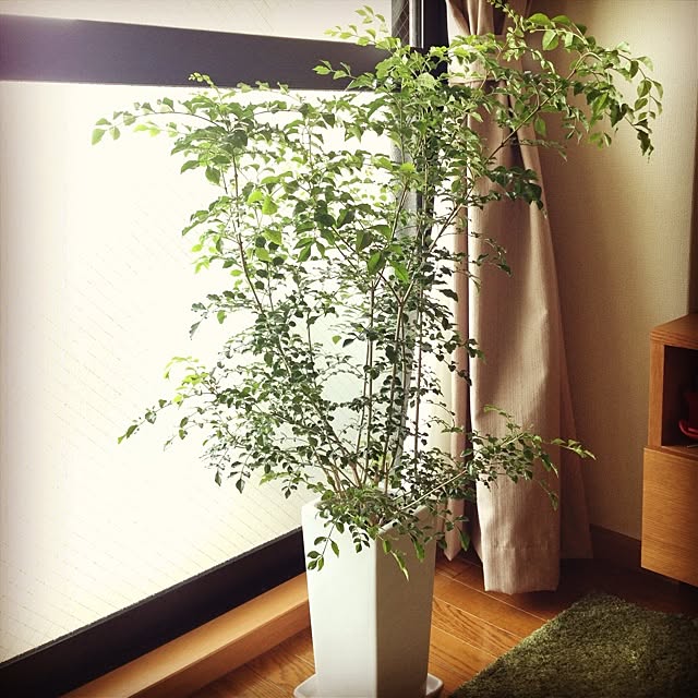 satomuさんの実例写真