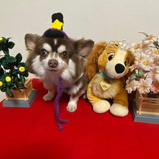 chIoeさんの実例写真