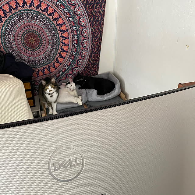 coolcats0528さんの部屋