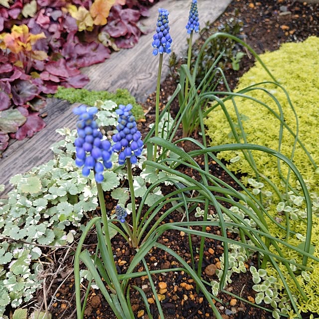 coconathuさんの実例写真