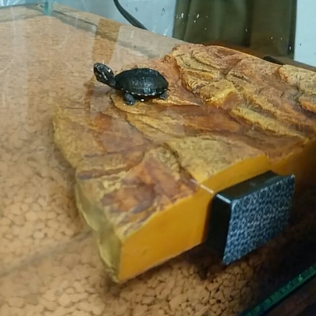 KOHAKUさんの実例写真