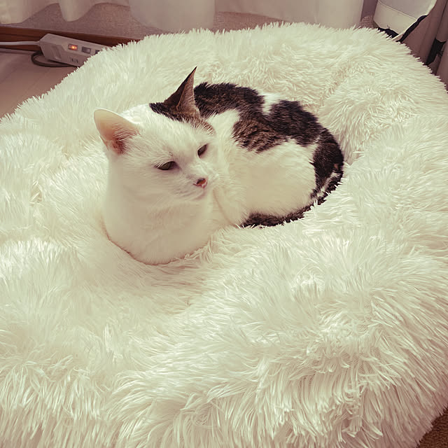 coedodecoさんの実例写真