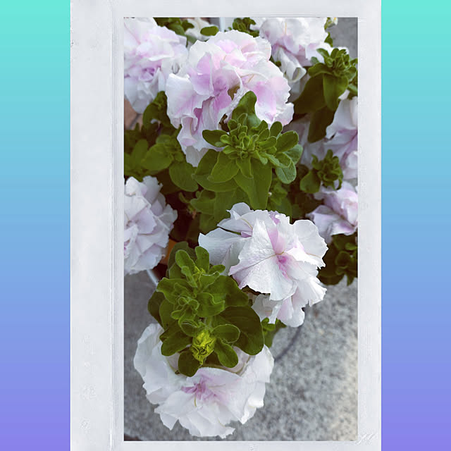 kiraさんの実例写真