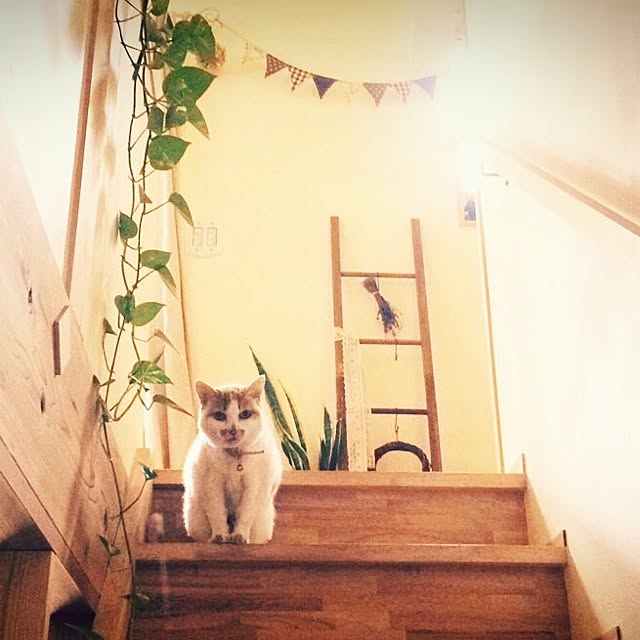 minanさんの実例写真