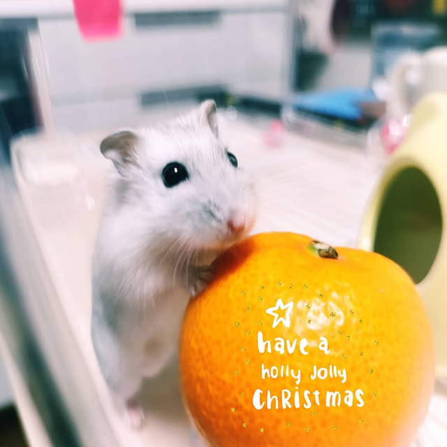 kumingさんの実例写真
