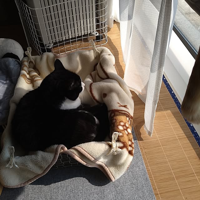 koromaroさんの部屋
